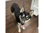 Adopt Korra a Husky