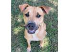 Adopt Sasha a Black Mouth Cur, Mixed Breed