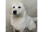 Adopt Casper a Great Pyrenees