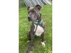 Adopt Smidge a Pit Bull Terrier, Mixed Breed