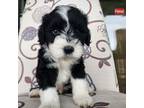 Portuguese Water Dog Puppy for sale in Hilo, HI, USA