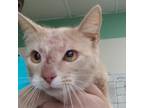 Adopt Velveeta a Domestic Short Hair