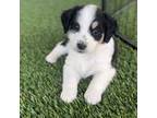 Mutt Puppy for sale in Gilbert, AZ, USA