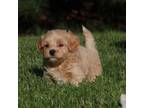 Havanese Puppy for sale in Navarre, OH, USA