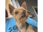 Adopt Rizzo a Yorkshire Terrier