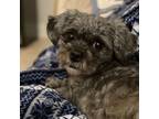 Adopt Ava a Shih Tzu, Poodle