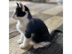 August, Domestic Shorthair For Adoption In Harrisonburg, Virginia