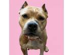 Adopt Toph a Pit Bull Terrier