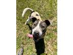 Adopt Boo a Mixed Breed