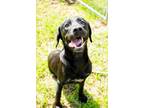 Adopt Sassy a Black Labrador Retriever