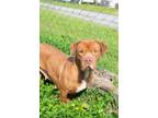 Adopt Betty Boop a American Staffordshire Terrier, Basset Hound