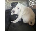 Adopt Maybelle a Pit Bull Terrier