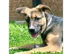 Adopt Scarlett a Mixed Breed