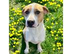 Adopt Tammie Bailey a Hound, Pit Bull Terrier