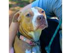 Adopt Gracie a Mixed Breed