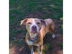 Adopt Gracie a Mixed Breed