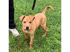 Adopt Ginger a Rhodesian Ridgeback, Black Mouth Cur