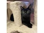 Adopt Robin a Domestic Short Hair