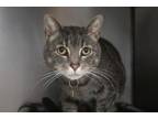 Adopt Mila a Domestic Short Hair