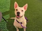 Adopt GIRL FIERI a Pit Bull Terrier, Mixed Breed