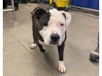 Adopt VELMA a Pit Bull Terrier