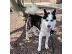 Adopt DARLING a Husky, Mixed Breed