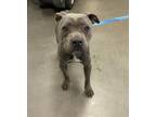 Adopt KONA a Staffordshire Bull Terrier