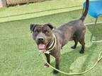 Adopt RAVEN a Shar-Pei, Pit Bull Terrier