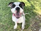 Adopt DOODLE a Pit Bull Terrier