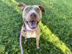 Adopt CARAMEL a Pit Bull Terrier