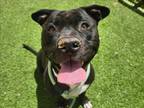 Adopt LUNA a Staffordshire Bull Terrier