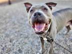 Adopt BAX a Pit Bull Terrier