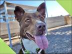 Adopt RAYNA a Pit Bull Terrier