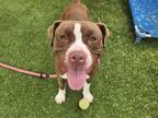 Adopt BETSY a Pit Bull Terrier, Mixed Breed