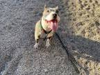 Adopt MACY a Pit Bull Terrier