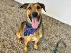 Adopt MIA WALLACE a Black Mouth Cur, Rhodesian Ridgeback