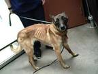 Adopt HANNAH a Belgian Shepherd / Malinois