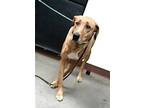 Adopt LUCY a Labrador Retriever, Mixed Breed