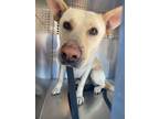 Adopt ROSE a German Shepherd Dog, Labrador Retriever