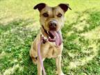 Adopt GAMORA a Pit Bull Terrier