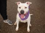 Adopt GRETA a Staffordshire Bull Terrier