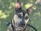 Adopt LAYLONI a Pit Bull Terrier, Mixed Breed
