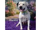 Adopt Frankie a Pit Bull Terrier