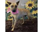 Adopt Sunny a Shepherd