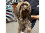 Adopt Roxy a Yorkshire Terrier, Terrier