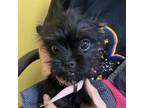 Adopt Skiddles a Yorkshire Terrier