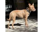 Adopt Nana (Courtesy Listing) a American Staffordshire Terrier