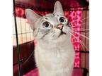 Adopt Special K a Domestic Short Hair