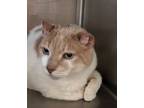 Adopt Wishbone a Domestic Short Hair