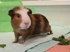 Adopt BROOKLYN a Guinea Pig